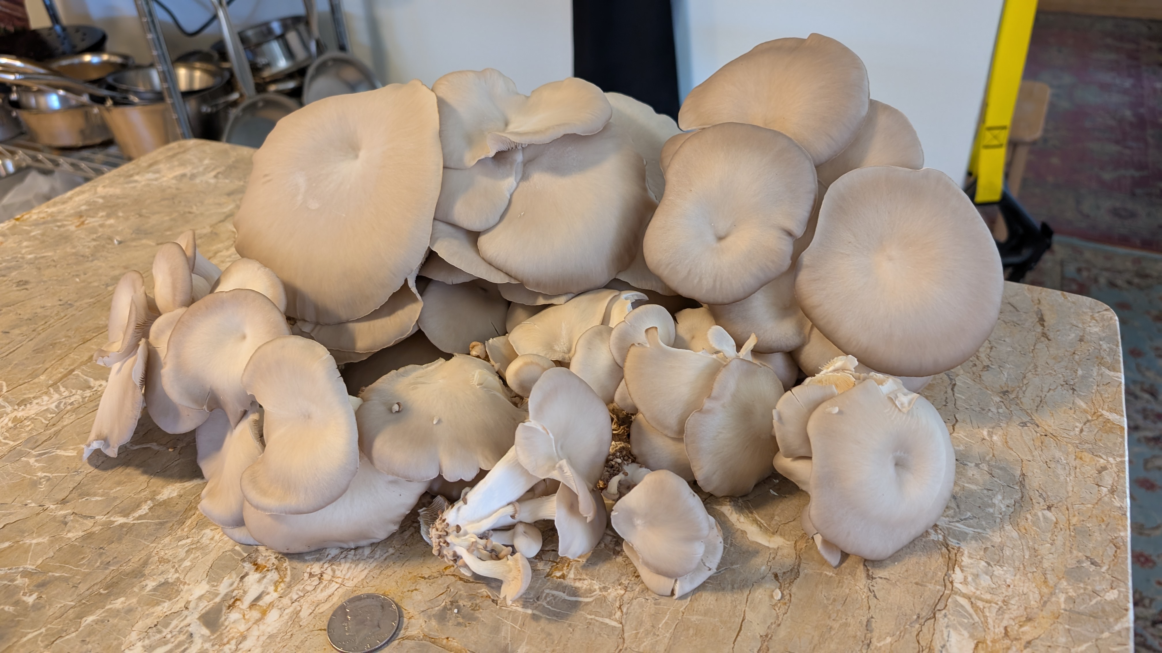 Fresh Princess Pearl Mushrooms